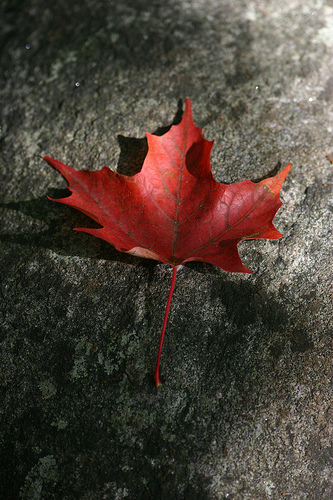 maple_leaf.jpg